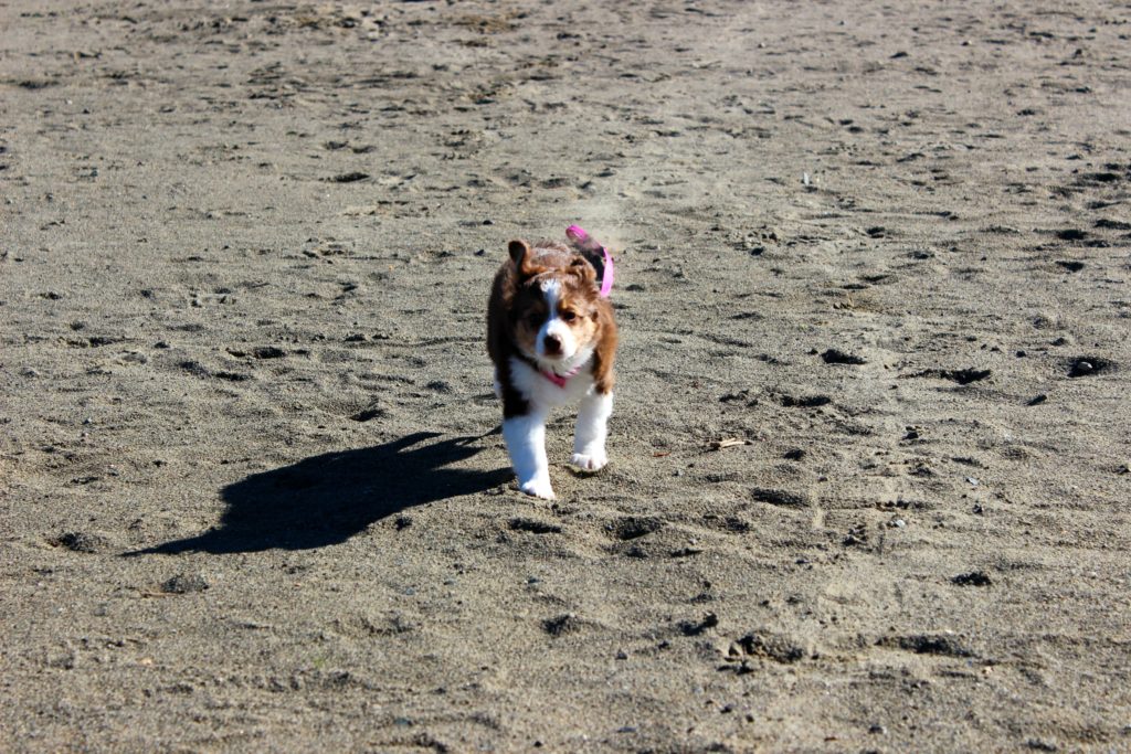 pet10
